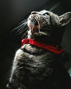 IMG_20190204_225131_878